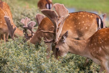 Scenic wildlife view of a fallow deer (Dama dama) grazing in a grassy clearing by a lake