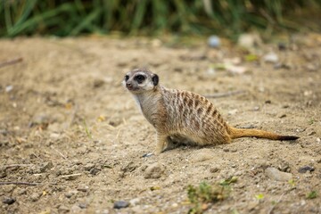 Fototapeta premium Close up of a small meerkat walking on a sandy brown soil texture