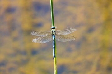 Beautiful Different-winged dragonfly (Anisoptera) perched on a plant