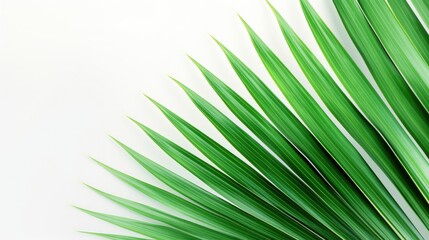 Obraz premium Closeup of palm leaf on white background. silhouette concept