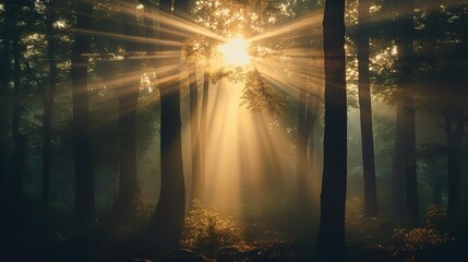 Sunlight filtering through the trees in a forest. silhouette concept