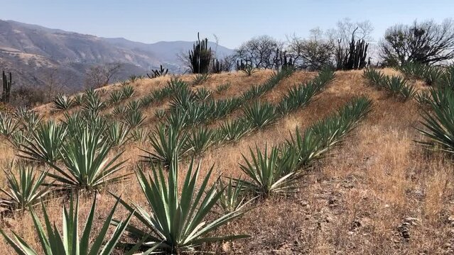 Espadin egave plants for making tequilla or mezcal.