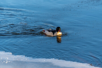 A Common Merganser On An Open Fox River In Late December At The 1000 Island Environmental Center In Kaukauna, Wisconsin