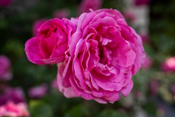 Close-up of two vibrant pink roses in full bloom, standing side by side