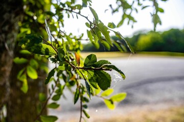 Closeup of green leaves on the branch of a tree