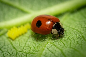 Macro of a red ladybug perched on a leaf