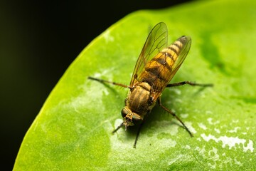 Macro of a fly perched on a leaf