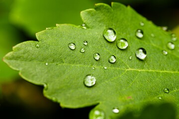 Closeup of a green leaf covered with waterdrops
