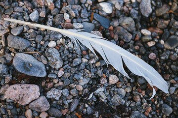 Closeup of a feather on pebbles on the beach