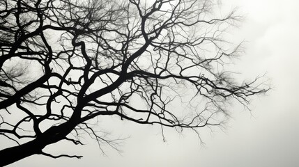 Detailed view of a tree silhouette in black and white