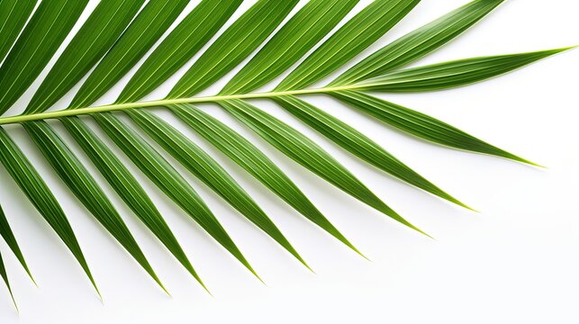 Closeup of palm leaf on white background. silhouette concept © HN Works