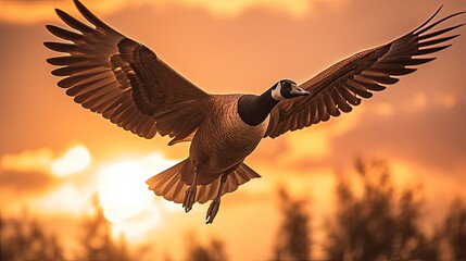 Fototapeta na wymiar Warm background Canadian Goose flying silhouette
