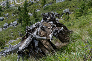large dominant lateral roots very long, with numerous branches
