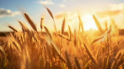 Bright sunlight illuminating barley stalks in a field. silhouette concept