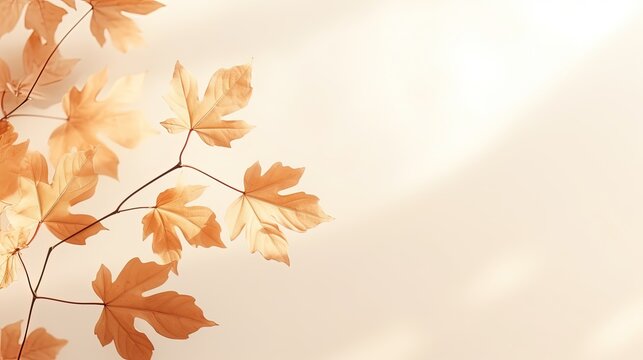 Minimalistic autumn background with maple leaf shadows on beige. silhouette concept