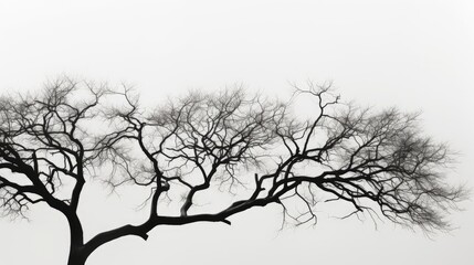 Detailed view of a tree silhouette in black and white