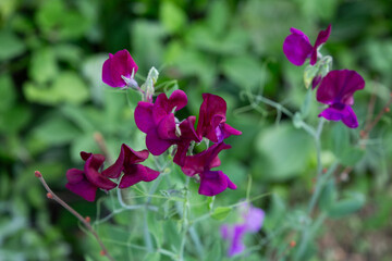 Obraz premium pea flower growing in the garden