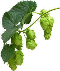 isolated branch of hops