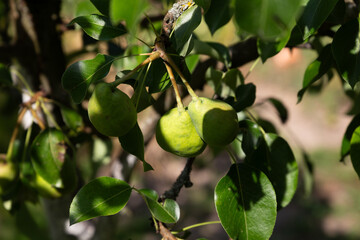 pear growing in the garden