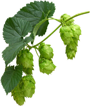 isolated branch of hops