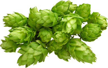 Fresh Green Hops Pile for Beer - Ready to use PNG Cutout Premium Isolated Image