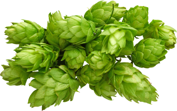 Fresh Green Hops Pile for Beer - Ready to use PNG Cutout Premium Isolated Image