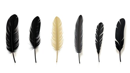 Gorgeous set of black feathers alone on a white backdrop. silhouette concept
