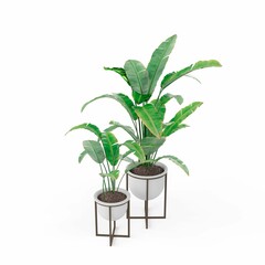 Small potted plants, isolated on a white background