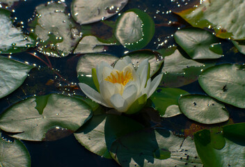 water lily in water