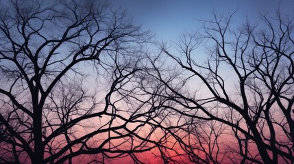 Outline of trees and branches on the sky. silhouette concept