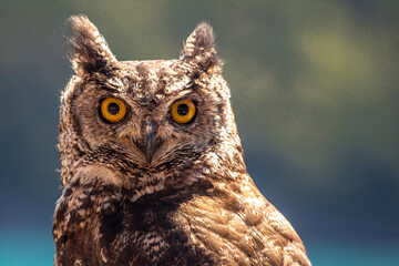 Regard de hibou