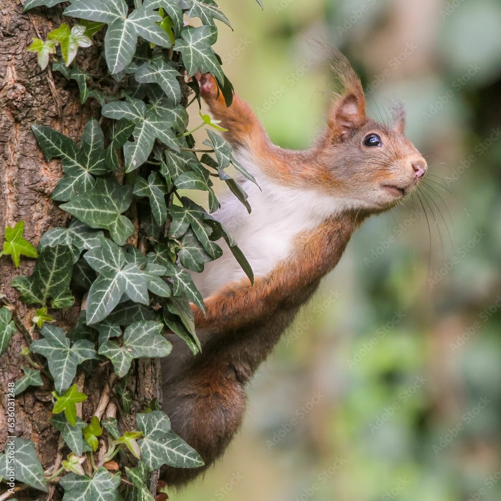 Poster a red squirrel peeking its head on a tree trunk with ivy growing on it
