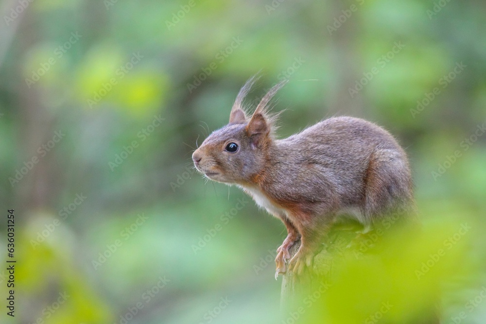 Poster the small red squirrel is sitting on a tree branch in the wild