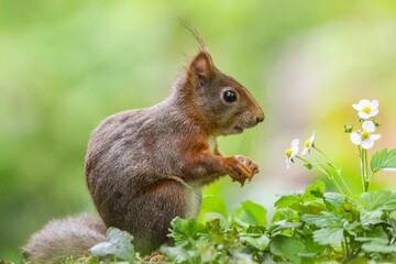 Red squirrel stands on its hind legs with an intense and inquisitive expression