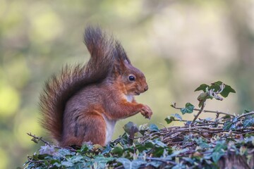 a squirrel on the ground eating food with vines around it
