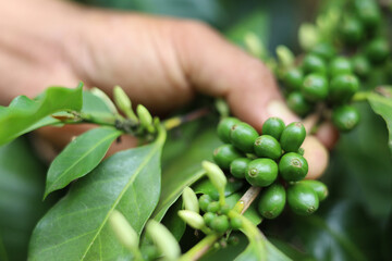 A bunch of green coffee cherries and a hand as background