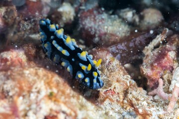 Close-up of a Phyllidia varicosa sea slug swimming underwater