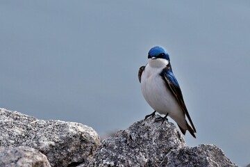 Tree swallow perched on a rocky outcrop in its natural environment