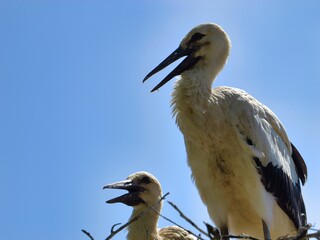 Close-up of two storks perched in a nest against a blue sky
