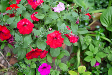 petunia grows in the garden