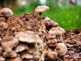 Collection of mushrooms on top of a bed of mulch in a natural outdoor setting
