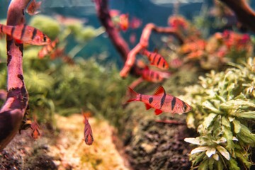 Close-up of fiveband barb fish in an aquarium