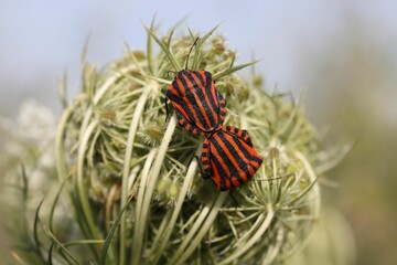 Close-up of a vibrant red and black bugs perched atop a vibrant green leaf of a plant