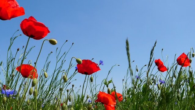 Closeup video of a field of red poppy flowers with blue sky in the background
