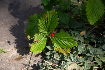 strawberry grow in the garden