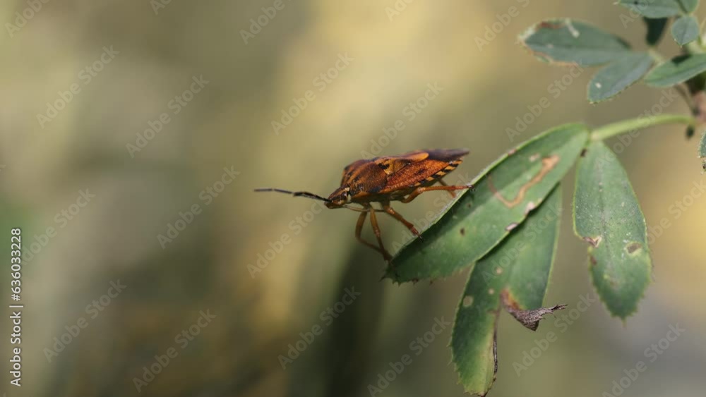 Poster close-up view of a dolycoris baccarum bug on a plant
