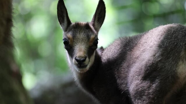 Closeup slow motion video of a fluffy baby Chamois in the forest