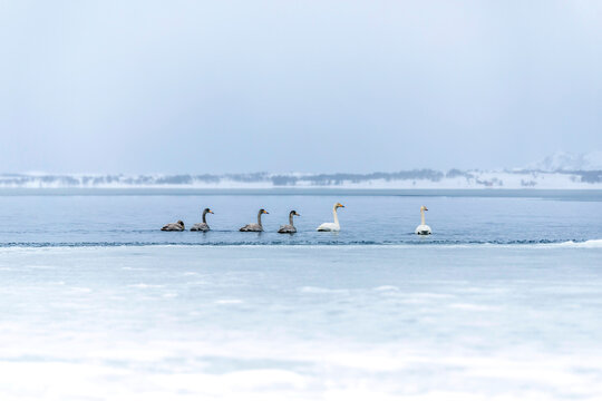 Winter landscape with Whooper Swans