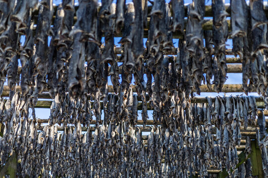 Drying cod in fish farm