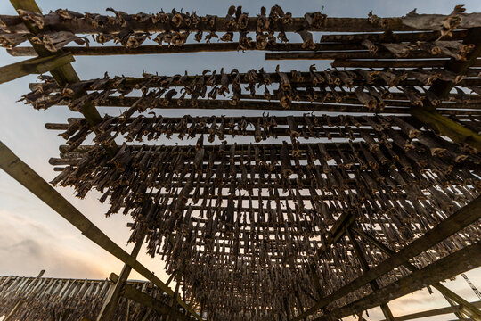 Drying cod in fish farm